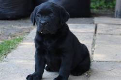 Labradors de Pont-Barreau, Vertheuil - Horaires d'ouverture