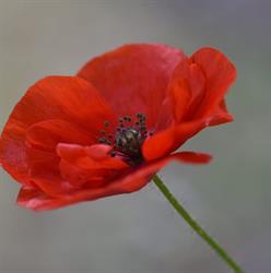 l'armoire aux coquelicots, Vienne - Horaires d'ouverture