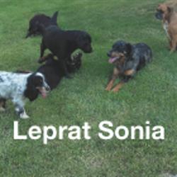 Leprat Sonia, Gournay - Horaires d'ouverture