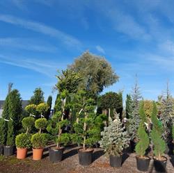 Au Ch'Ti Jardin, Arques - Horaires d'ouverture