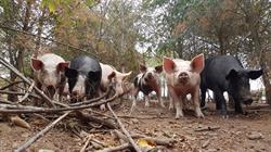 Gaec La Ferme des Blancs, Colombier-en-Brionnais - Horaires d'ouverture