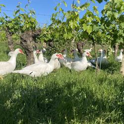 Des poules et des vignes - Gabriel et Julie SIMON, Ingrandes-de-Touraine - Horaires d'ouverture