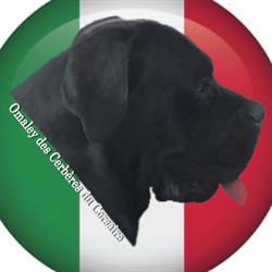 Elevage familial des Cerbére du Corsaire (exclusif Cane Corso Italino), Houtkerque - Horaires d'ouverture