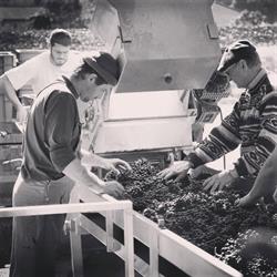Domaine Maxime Maignez, Ampuis - Horaires d'ouverture