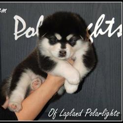 Elevage Alaskan Malamute Of Lapland Polarlights, Saint-Stail - Horaires d'ouverture