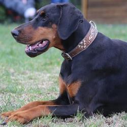 CynoDogs08, Douzy - Horaires d'ouverture