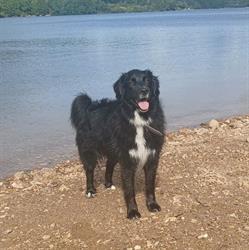 Illico&Cerise Pet-Sitting, Roost-Warendin - Horaires d'ouverture