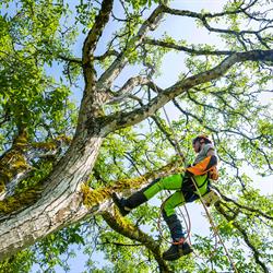 Habitat Clean Elagage, Rennes - Horaires d'ouverture