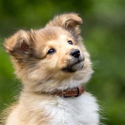 Dog Courtoisie, Boulogne-Billancourt - Horaires d'ouverture
