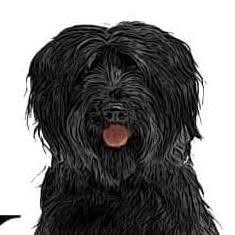 Le Black Dog Pub, Saint-Aignan - Horaires d'ouverture