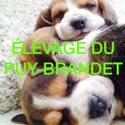 Pension Canine du Puy Brandet, La Couronne - Horaires d'ouverture
