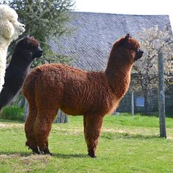 Alpacas O'Peyroux, Liginiac - Horaires d'ouverture