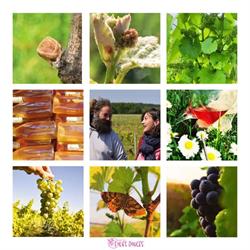 Le Clos des Chartreux (Folies Douces) Vignerons Chemillé sur Indrois- Montrésor- Loches- Touraine, Chemillé-sur-Indrois - Horaires d'ouverture