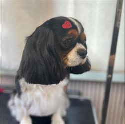Bon chic bon chien toilettage, Questembert - Horaires d'ouverture