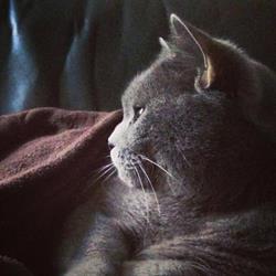 Je Fais Garder Mon Chat, Paris - Horaires d'ouverture