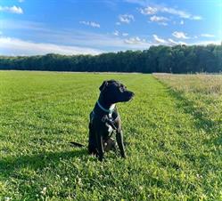 Communic' dog, Le Perreux-sur-Marne - Horaires d'ouverture