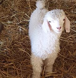 La Ferme des P'tits Bergers, Chaussy - Horaires d'ouverture