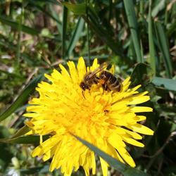 Le rucher des jardins - Uffholtz, - Horaires d'ouverture