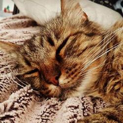 Hôtel pour chats Le Chalailler de Massier, Vienne - Horaires d'ouverture