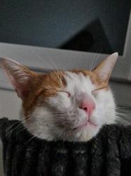 Harmony'Pets, Les Fins - Horaires d'ouverture