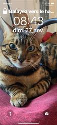 Chatterie Panthera du Maquis, Alando - Horaires d'ouverture