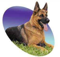 éducateur canin educ' ton chien landes gers, Pujo-le-Plan - Horaires d'ouverture