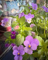 L'entre-pot Fleuri, Spay - Horaires d'ouverture