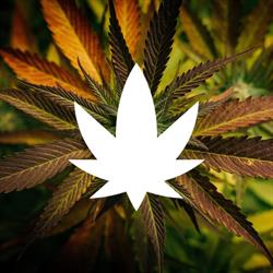 CBD RENNES HIGH SOCIETY, Rennes - Horaires d'ouverture