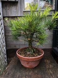 Mugen bonsai, Clamart - Horaires d'ouverture