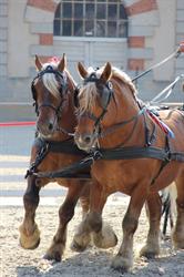Haras national de Cluny, - Horaires d'ouverture