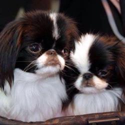 Pets Wouaf'Titud, Savenay - Horaires d'ouverture