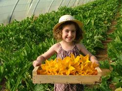 Le Potager de Lily, Grambois - Horaires d'ouverture