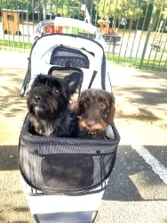 SALON TOILETTAGE LE STYLE DOG, Paray-Vieille-Poste - Horaires d'ouverture