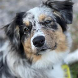 Dog serenity, Saint-Rémy-de-Provence - Horaires d'ouverture