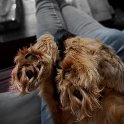 Complices Canins, Maisse - Horaires d'ouverture