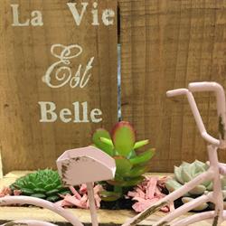 Le Magnol'ia, Fleuriste Saint Raphaël, Saint-Raphaël - Horaires d'ouverture