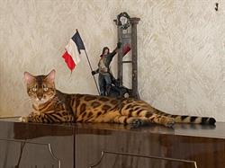 Elevage Bengal Chatterie Sua Siam, Cuers - Horaires d'ouverture