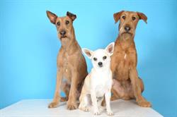 Armelle Toiletteuse Chiens Et Chats, Crécy-la-Chapelle - Horaires d'ouverture