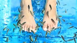 Bulle d'eau Fish SPA, Cherbourg-en-Cotentin - Horaires d'ouverture
