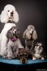Coco et Compagnie, Bapaume - Horaires d'ouverture