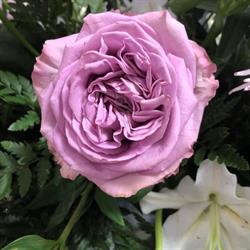 Fleurs et Bonheur, Lux - Horaires d'ouverture