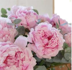 Guaresi Fiori, Alata - Horaires d'ouverture