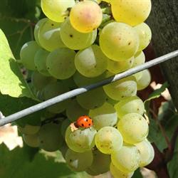 Pommier Isabelle et Denis, Chablis - Horaires d'ouverture