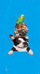 Taxi Animal S, Guipry-Messac - Horaires d'ouverture