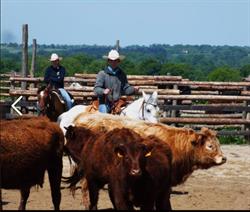 Country Pony Ranch, Ygrande - Horaires d'ouverture