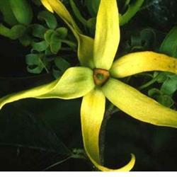 Fleur d' Ylang, Le Passage - Horaires d'ouverture