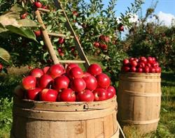 Micro Agricol, Castelsarrasin - Horaires d'ouverture