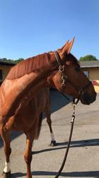 Arradon Equitation, - Horaires d'ouverture
