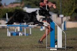 Twins Agility éducation canine, Cars - Horaires d'ouverture