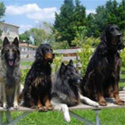 Village Canin le Grand l'Ilot, Saint-Jean-de-Liversay - Horaires d'ouverture